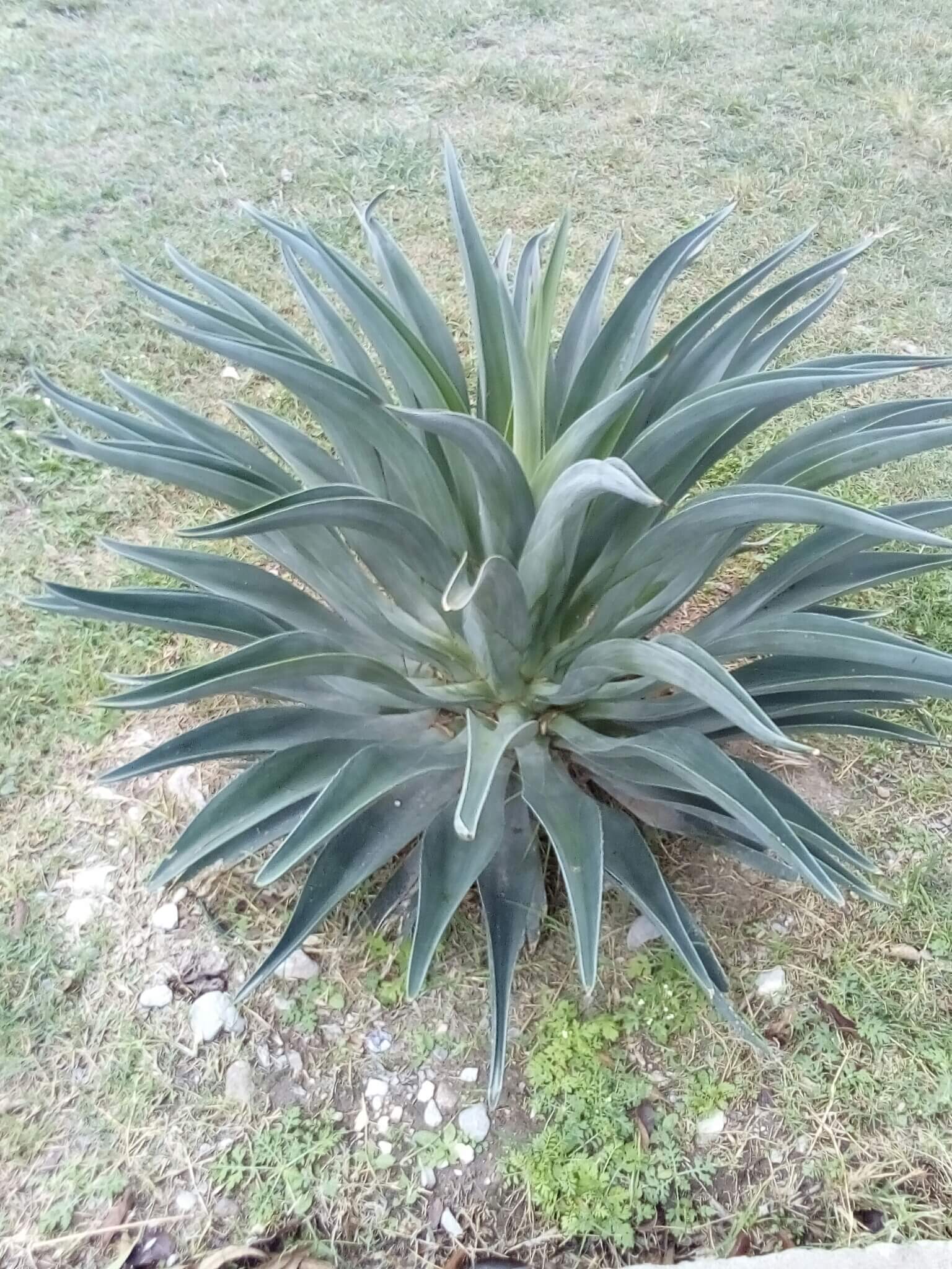 Agave desmettiana